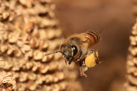 Resultado de imagen para mellifera
