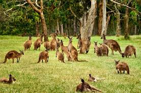 Kết quả hình ảnh cho hinh anh nam úc