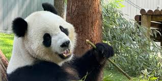 National Zoo - News update