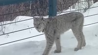 Lynx spotted in residential ‘dog pen’ near Minnesota’s Grand Marais