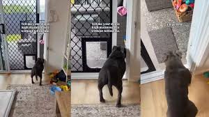 Funny Video Shows How ‘High Maintenance’ the Dog Is