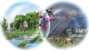Resultado de imagen para imagebes de la perdida de la biodiversidad