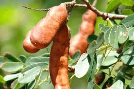 Planta amazônica é base de pesquisa para tratamento de pé diabético no SUS