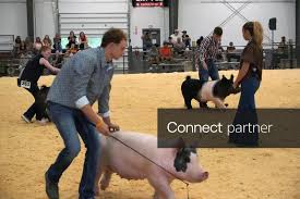 Licensable picture: 4Hers try to get the judges attention as they make passes in front of her in the swine showmanship show. The Holmes County Fair