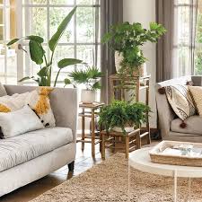 ¡Descubre la planta que alegra tu hogar por menos de 3 euros!