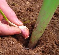 Résultat de recherche d'images pour "nouer l'ail"