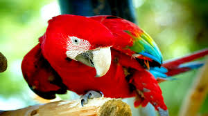Image result for macaw parrot hd