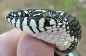 Image result for king snake