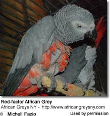 Image result for african grey parrot for sale