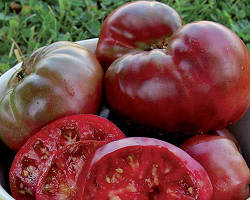 Black Krim heirloom tomato