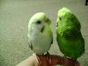 pictures of 2 parrots singing and talking