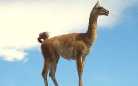 Resultado de imagen para ANIMAL EN PELIGRO DE EXTINCION EL GUANACO