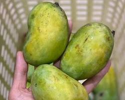 Image of Chausa mango