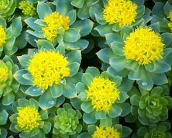 Rhodiola rosea herb