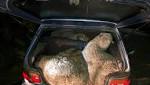 sheep found Toyota Tazz near
