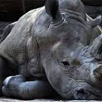 bring Northern White Rhino back