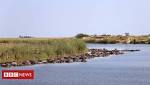 Hundreds buffaloes drown 'fleeing lions'