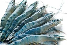 Image result for chingri fish