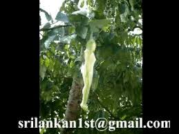 �������� �� ������� narilatha wiki