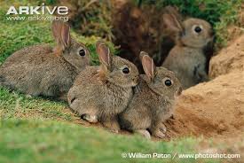 Image result for RABBIT