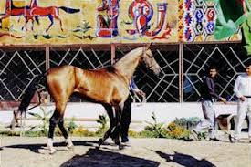 Image result for IRAN HORSES