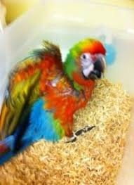 Image result for baby macaw parrot for sale