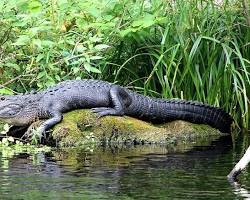 Image of Alligator in Everglades Florida