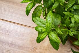 Image result for basil public domain