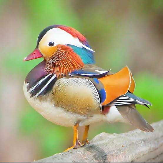 🔥 Mandarin Duck : r/NatureIsFuckingLit