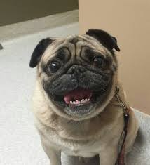 Image result for pugs