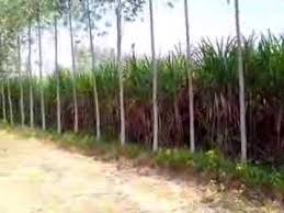 Image result for sagwan image green tree image