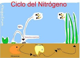 Resultado de imagen para ciclos del nitrogeno