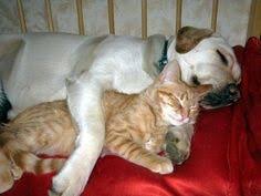 Résultat de recherche d'images pour "cats and dogs living together pictures"