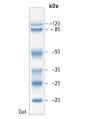 PageRuler Prestained Protein Ladder, 26616