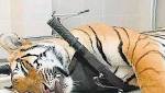 Tigress Avni killing: National Tiger