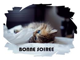 Résultat de recherche d'images pour "bonne soiree chaton"