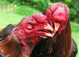 ayam bangkok petarung tangguh