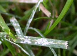 powdery mildew ile ilgili görsel sonucu