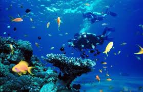 Kết quả hình ảnh cho 4 đảo nha trang