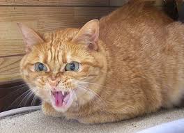 Kết quả hình ảnh cho pist off