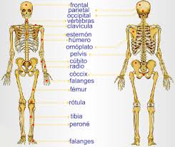 Resultado de imagen para cuerpo humano