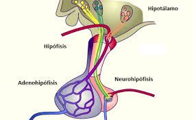 Resultado de imagen de adenohipofisis partes