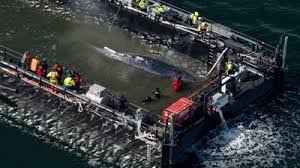 Humbak Timmy w drodze do wolności. Trwa niezwykła akcja na Bałtyku