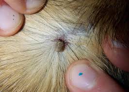 Resultado de imagen para parasitismo enfermedad