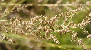 Image result for Eragrostis gummiflua