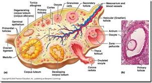 Image result for ovarium