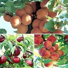 fruits gardens ile ilgili görsel sonucu