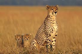 R&eacute;sultat de recherche d'images pour 