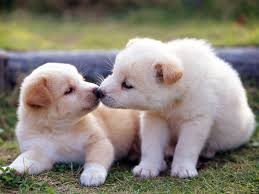 Image result for cute pictures