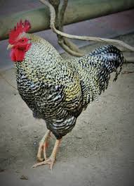 Image result for rooster